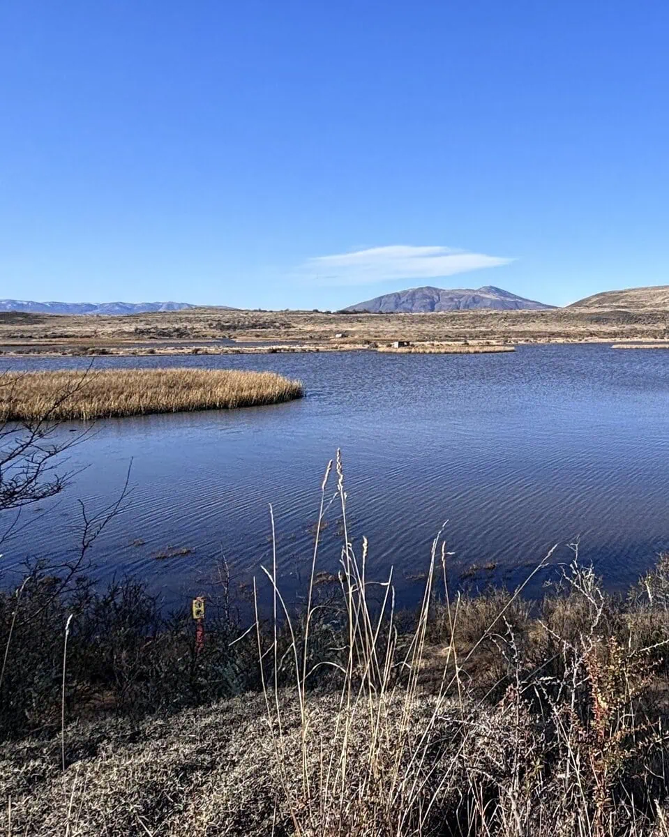 Bird and wildlife watching at the Vega Castillo Wetland